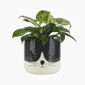 Maceta Kitty