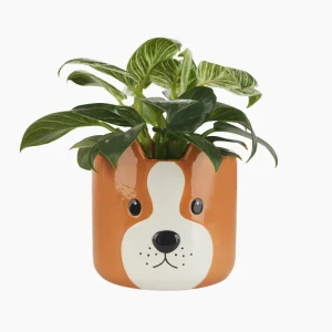 Maceta Woof